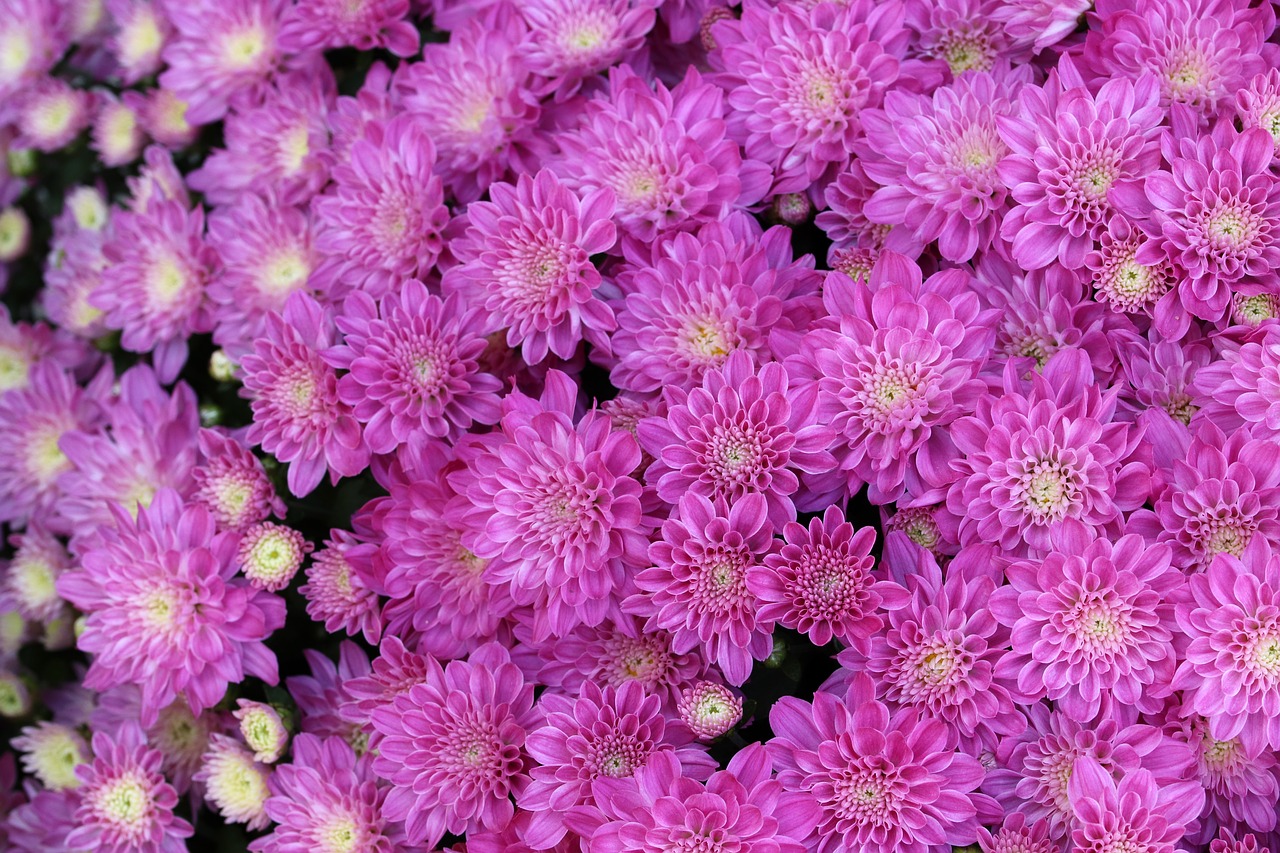 chrysanthemum  autumn  flowers free photo