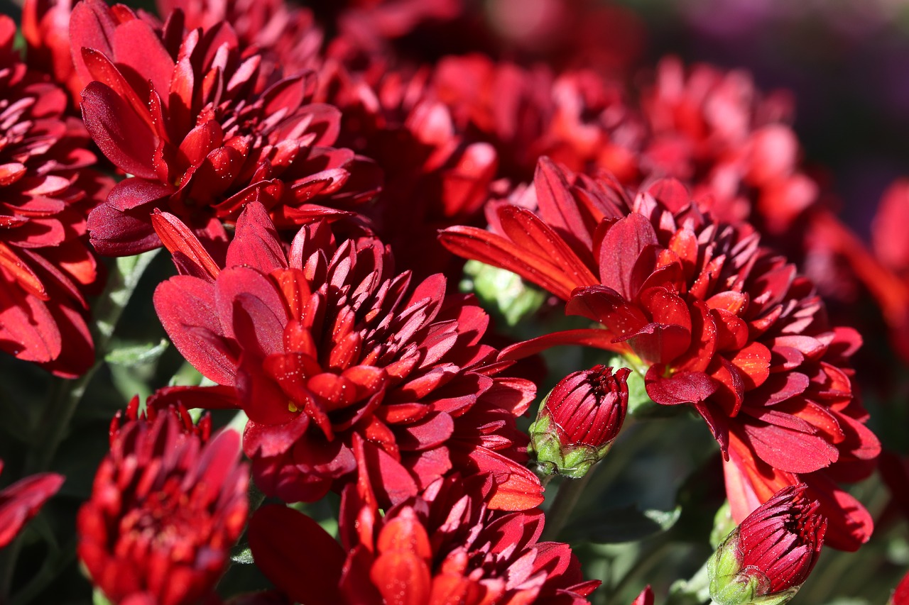 chrysanthemum  autumn  flowers free photo