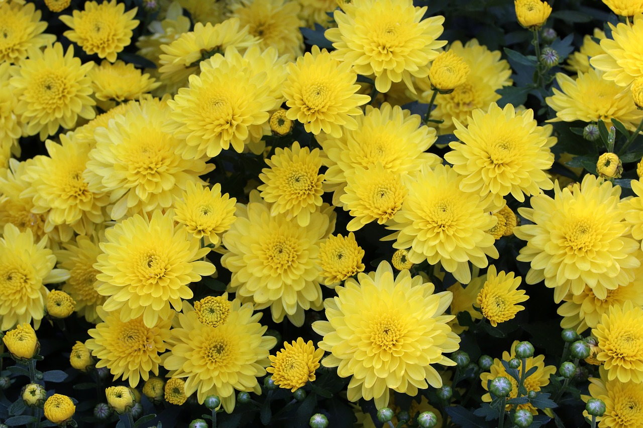 chrysanthemum  autumn  flowers free photo