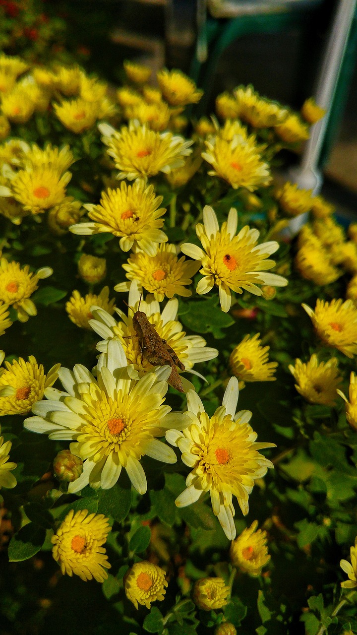 chrysanthemum  insect  crasshopper free photo