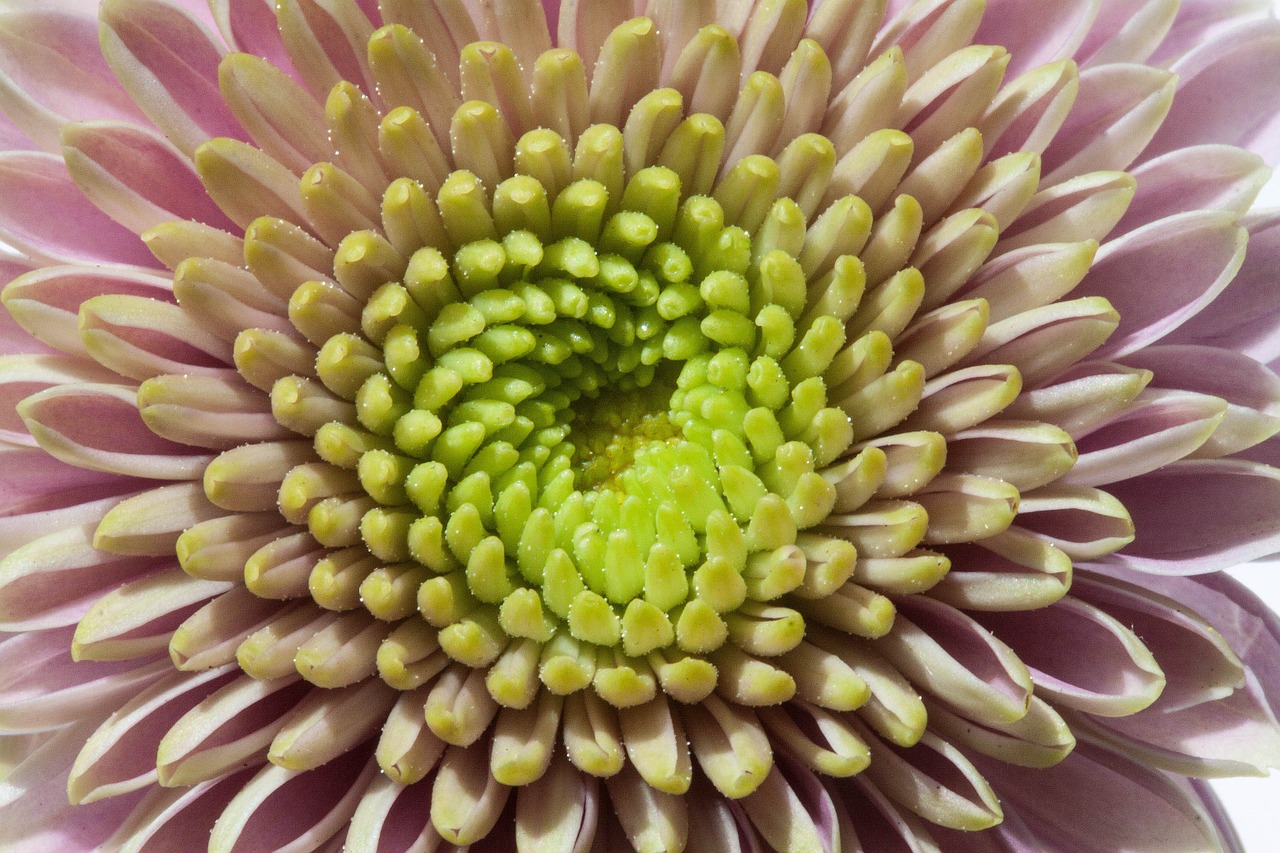 chrysanthemum macro green free photo