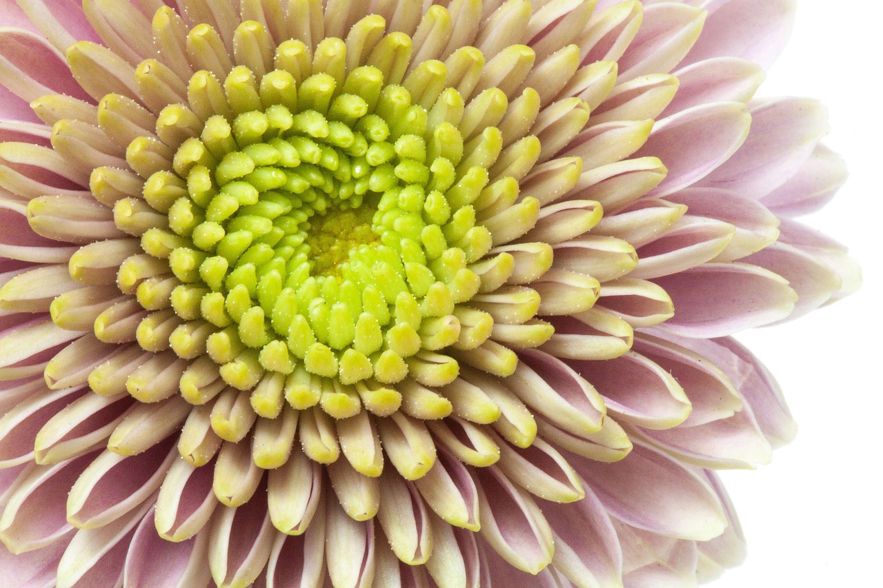 chrysanthemum macro green free photo