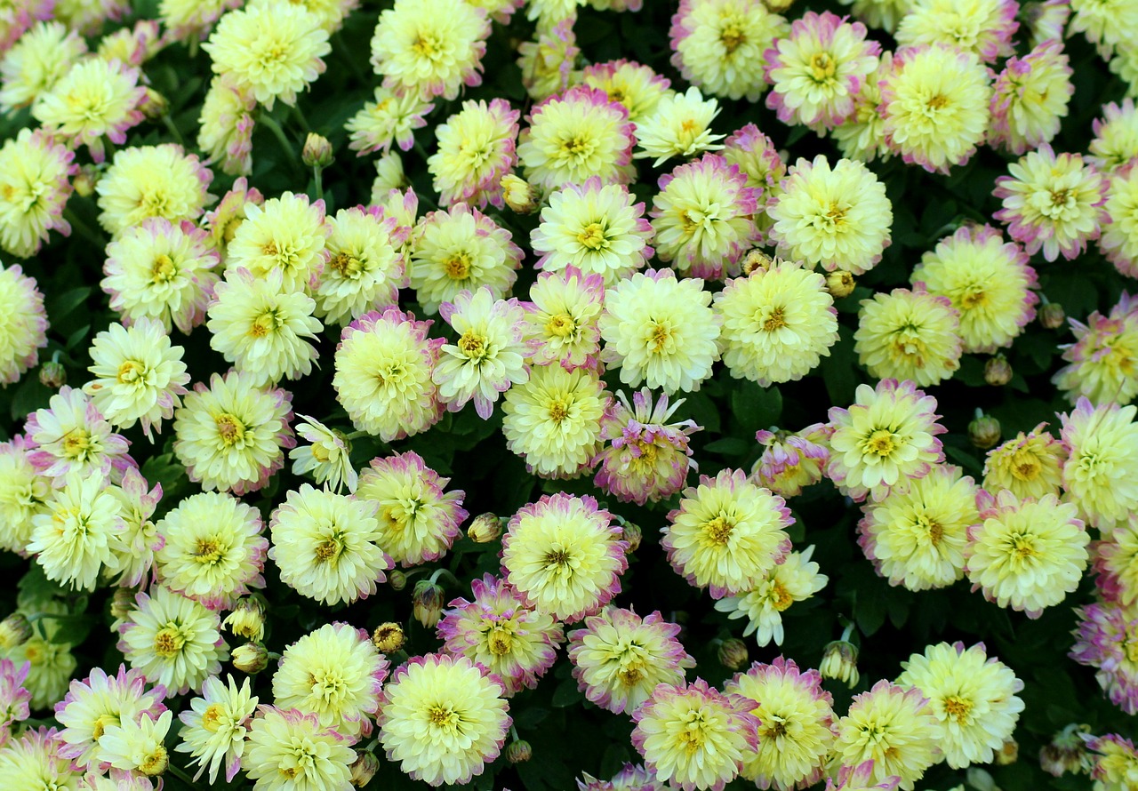 chrysanthemum  flowers  small flowers free photo