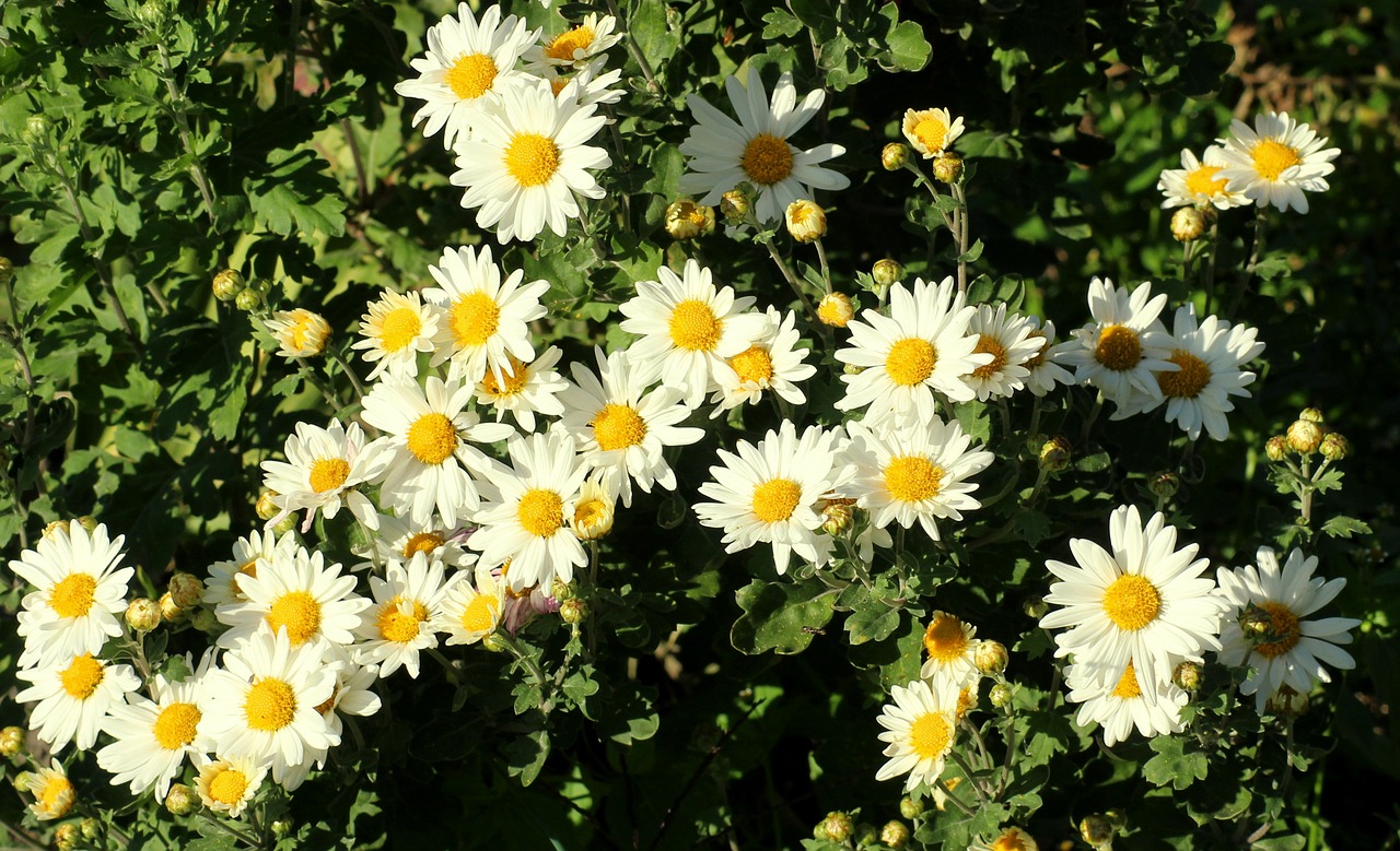 chrysanthemum  white  flowers free photo