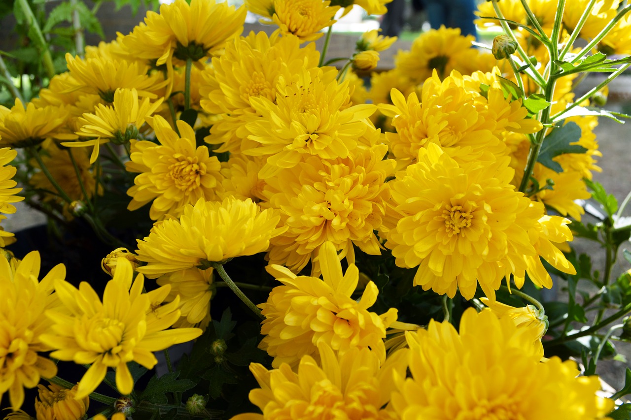 chrysanthemum  flowers  nature free photo