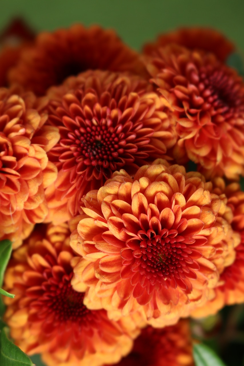 chrysanthemum  flower  flowers free photo