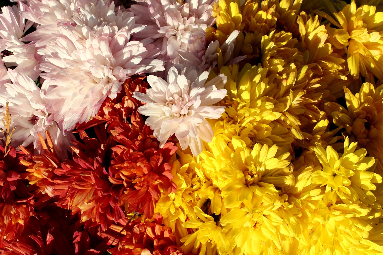 chrysanthemum  colorful  autumn flowers free photo