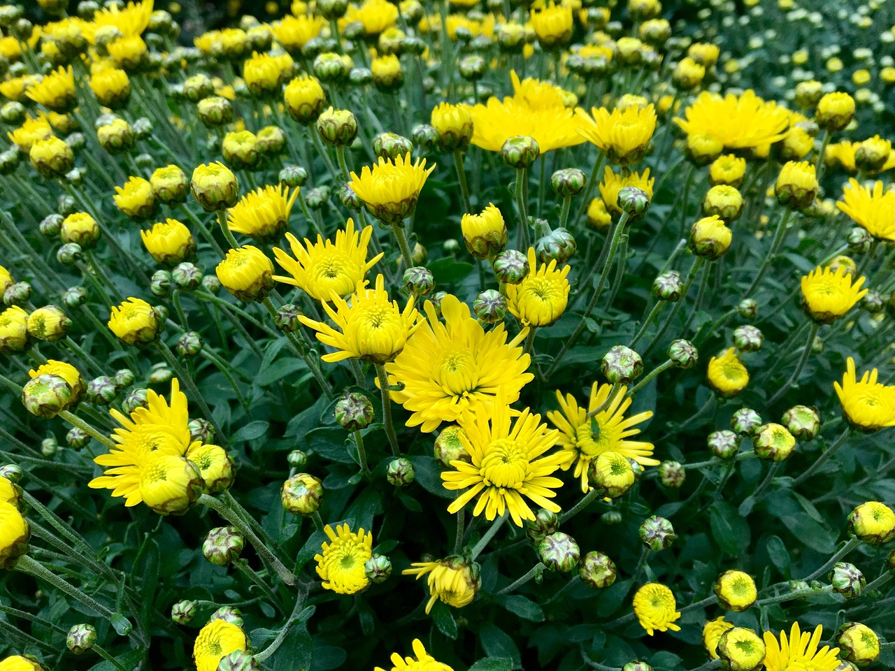 chrysanthemum  yellow  autumn free photo