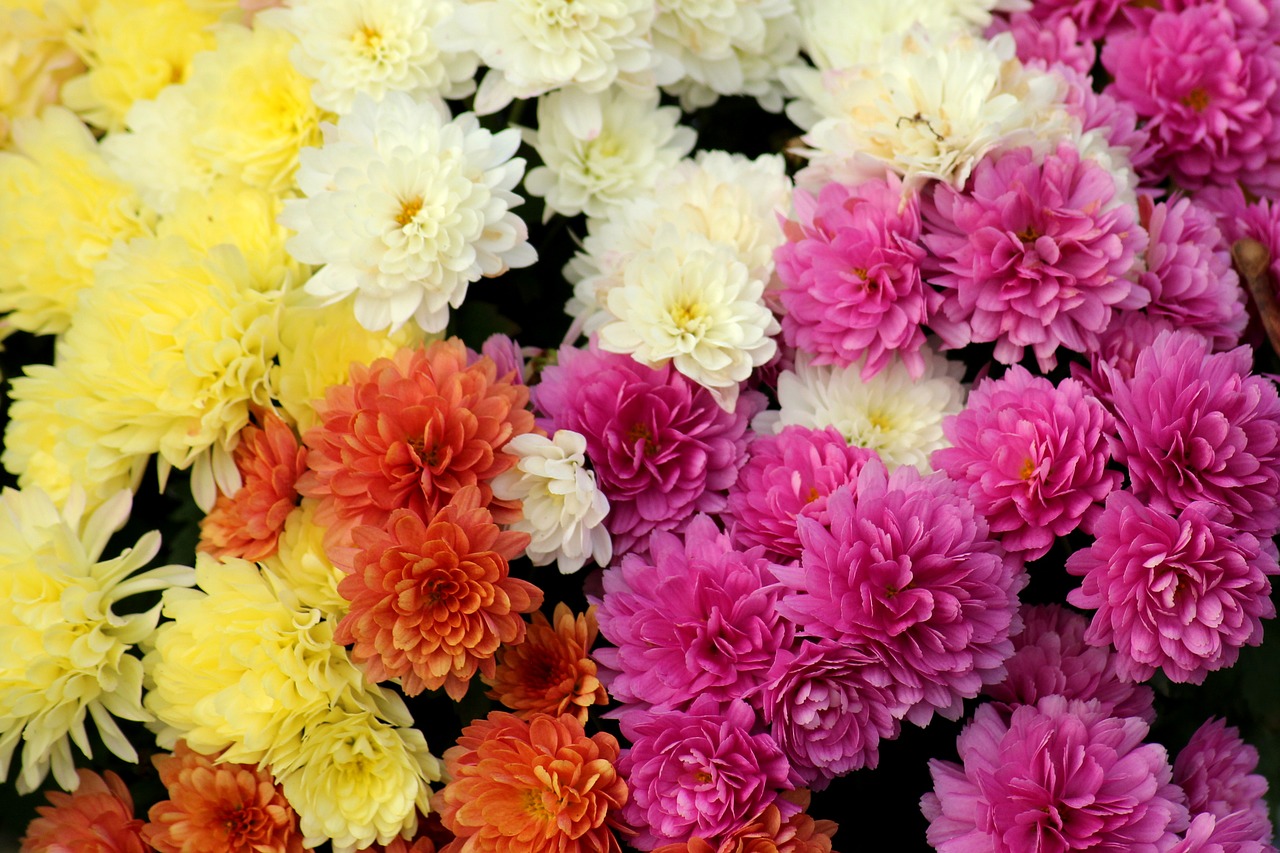 chrysanthemum  autumn flowers  colorful free photo