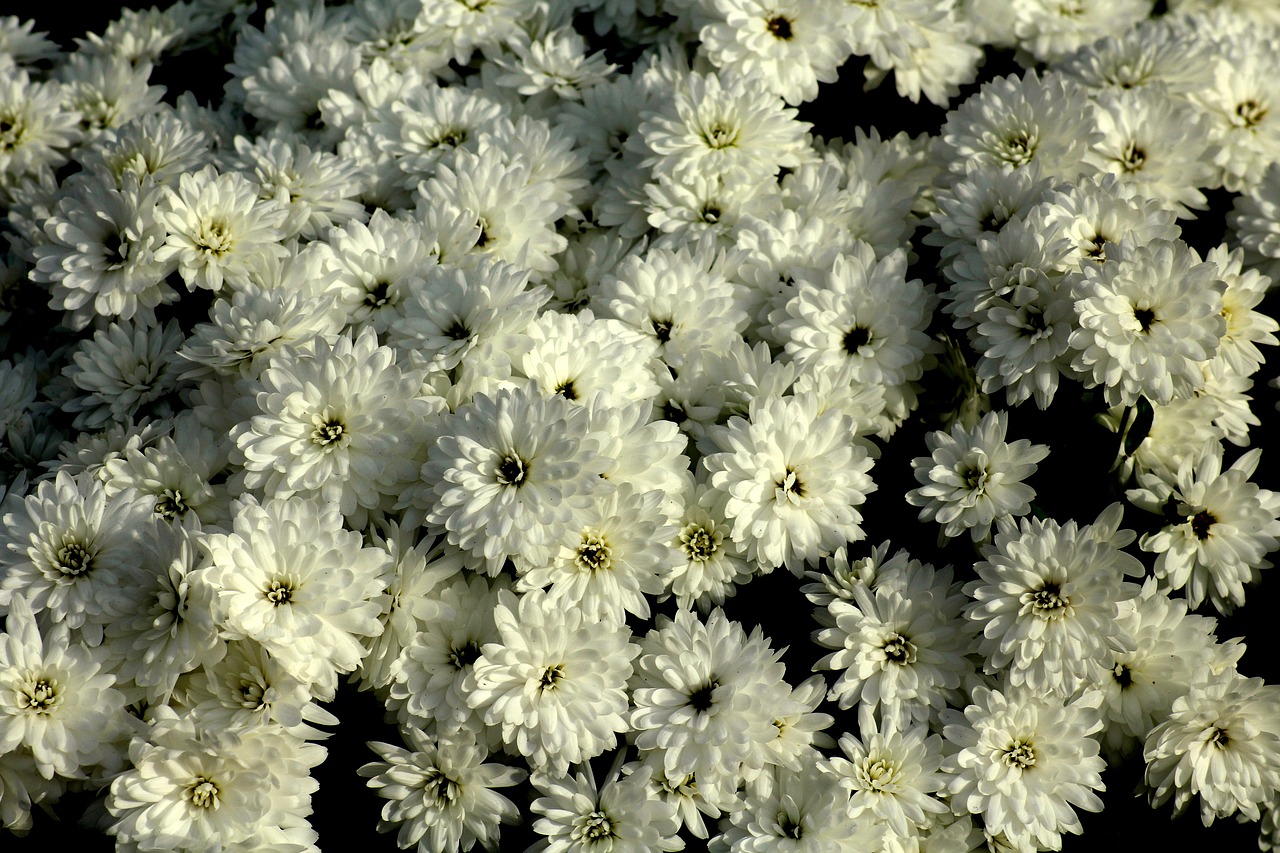 chrysanthemum  white flowers  flowers free photo