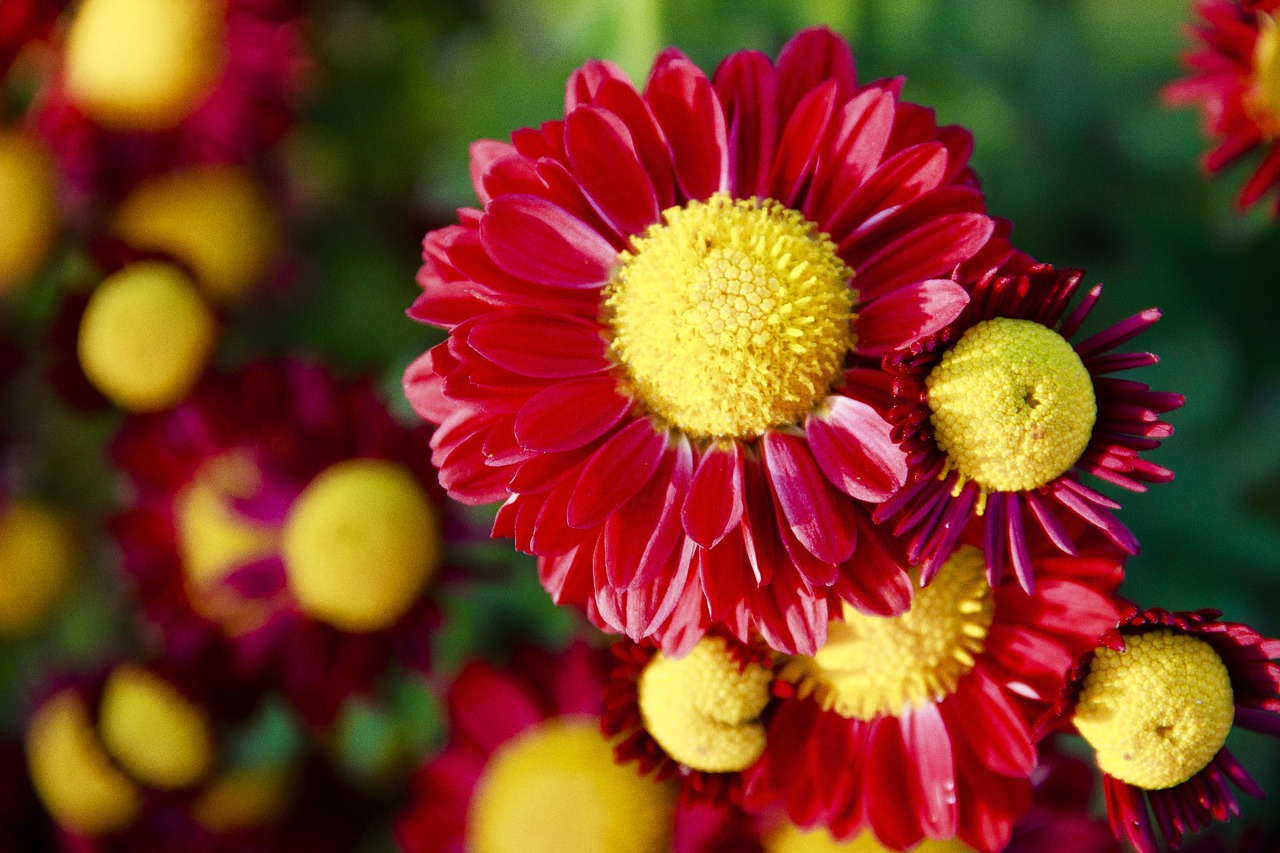 chrysanthemum  flowers  macro free photo