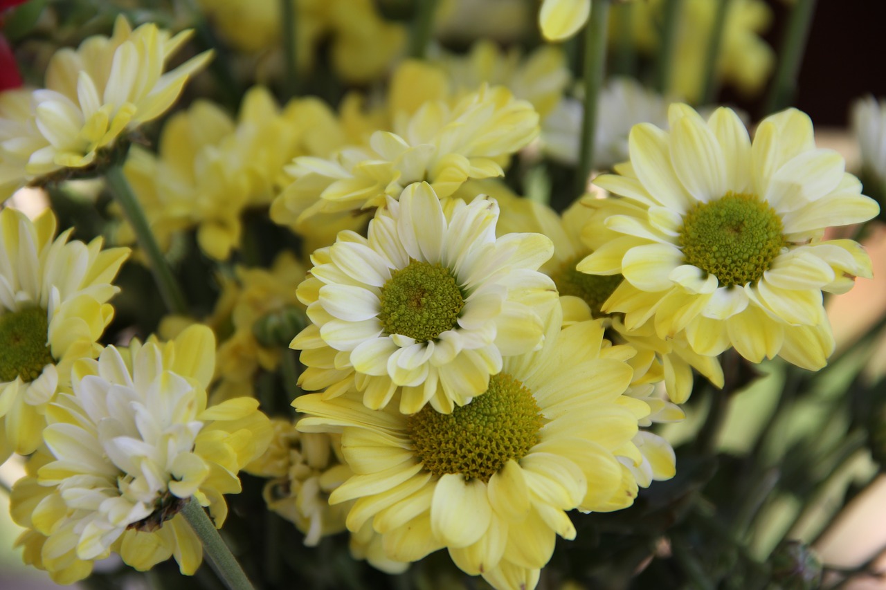 chrysanthemum  flower  yellow free photo