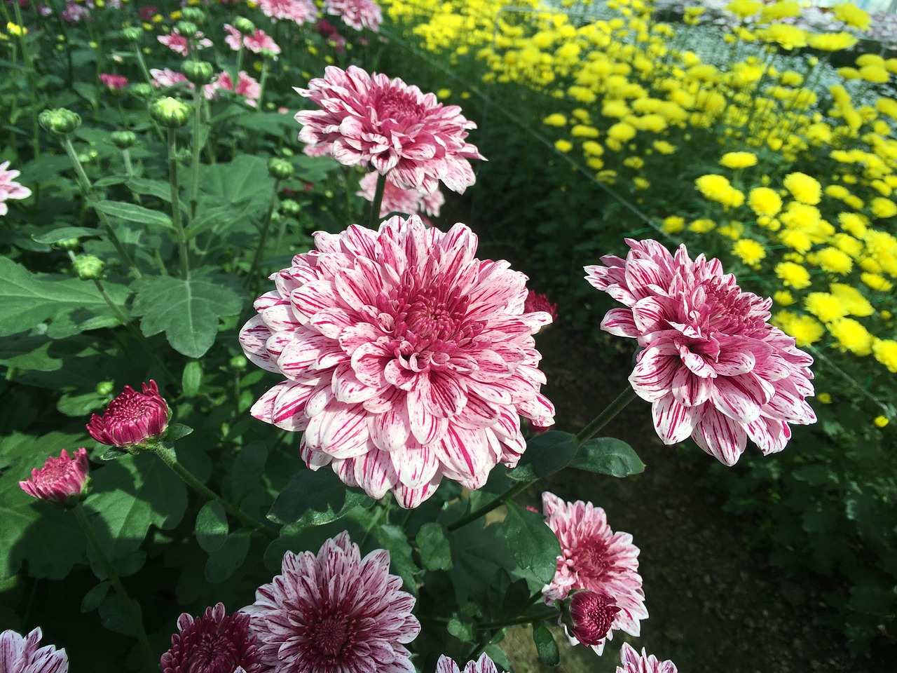 chrysanthemum  pink  flowers free photo