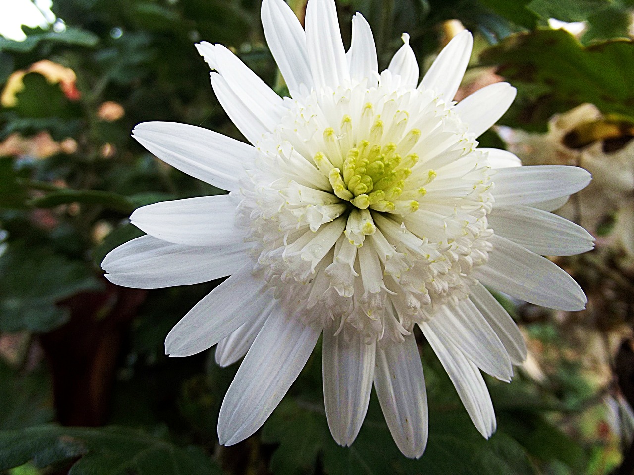 chrysanthemum  crazy daisi double  flower free photo