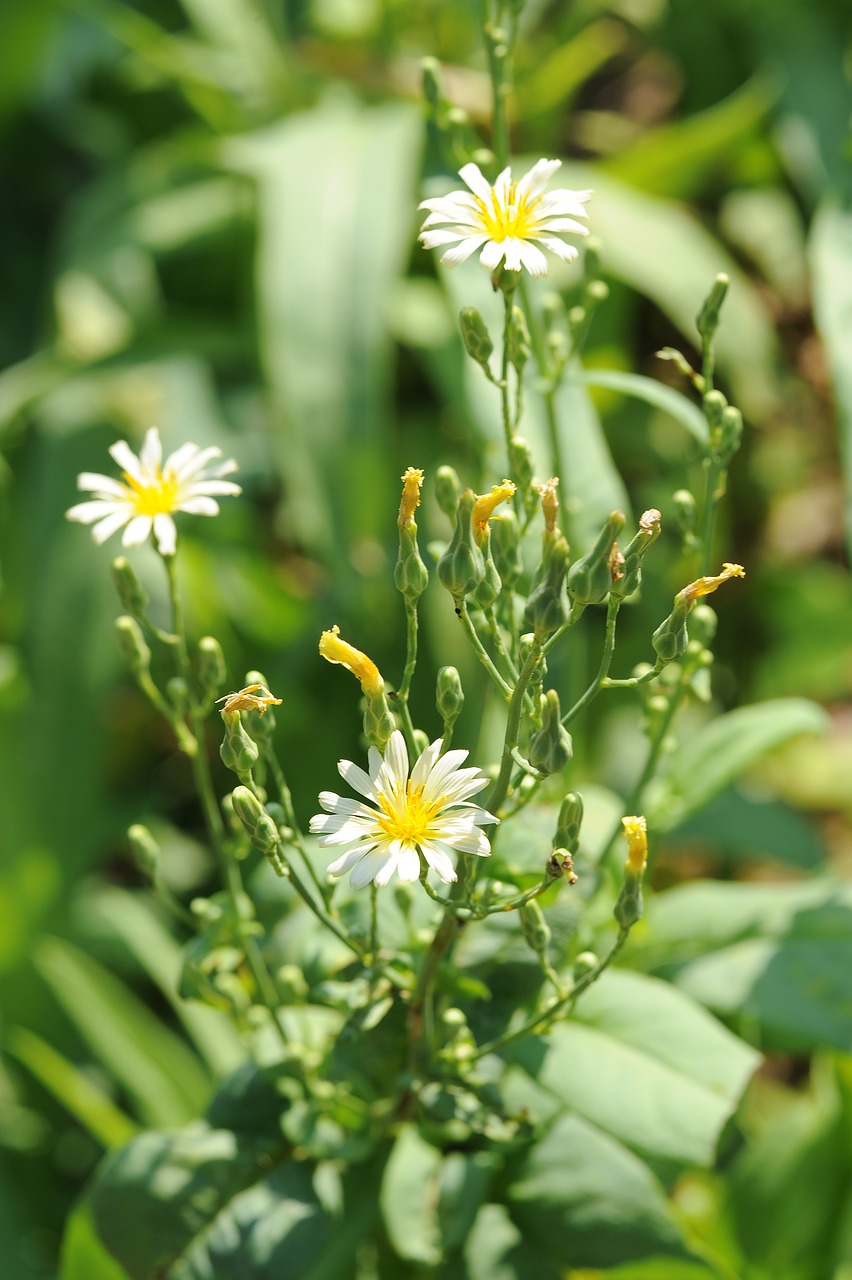 chrysanthemum  plant  flowers free photo