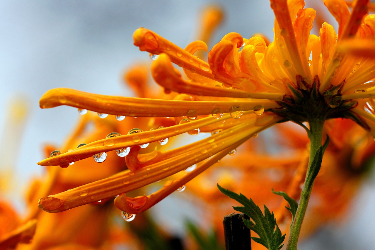 chrysanthemum  dew  nature free photo