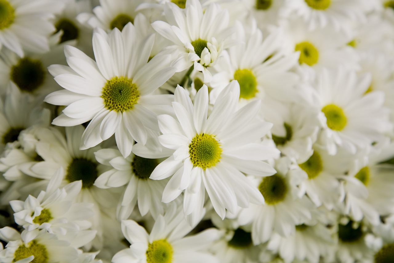 chrysanthemum  flower  nature free photo