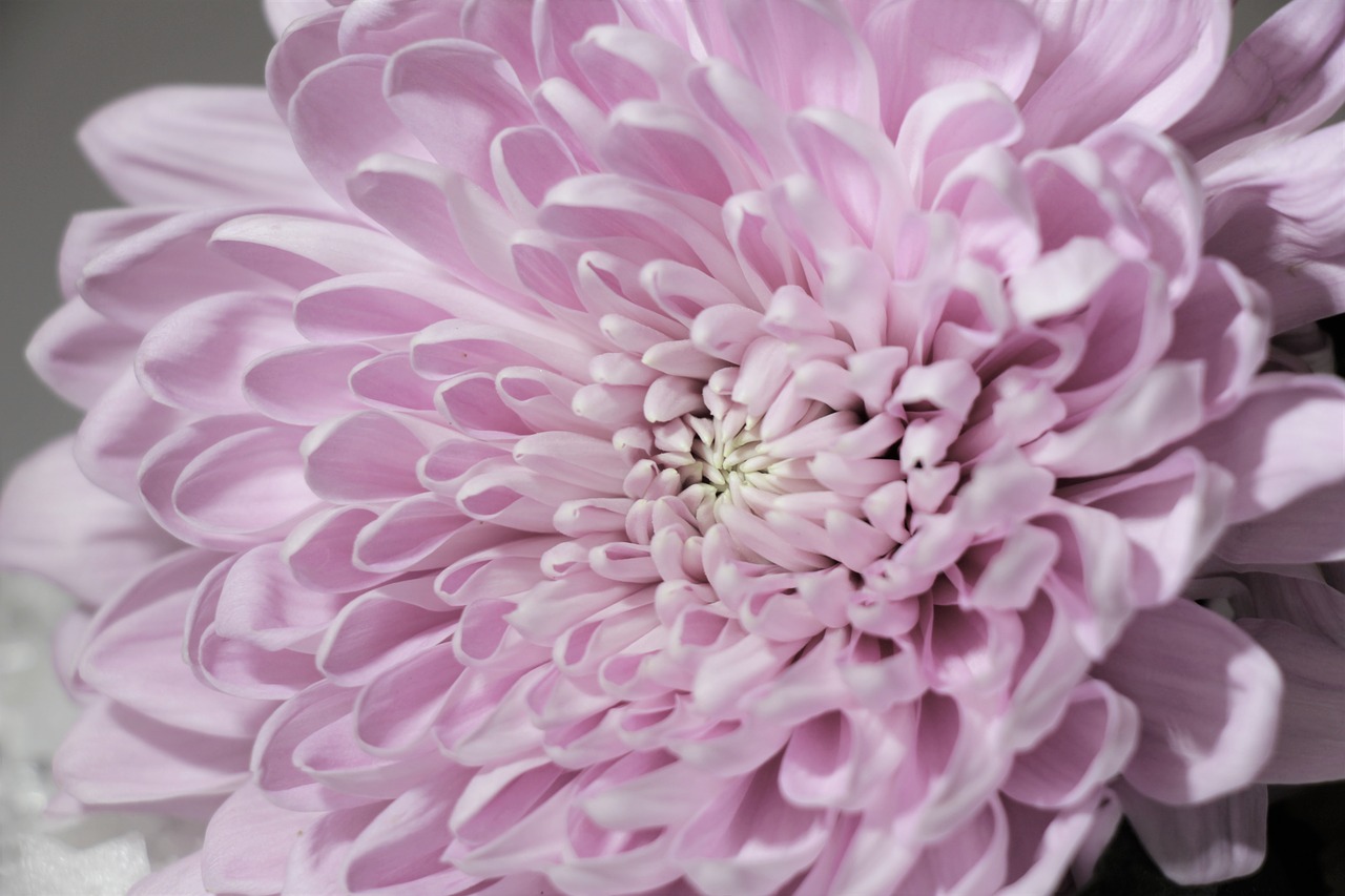 chrysanthemum  pink  lilac free photo