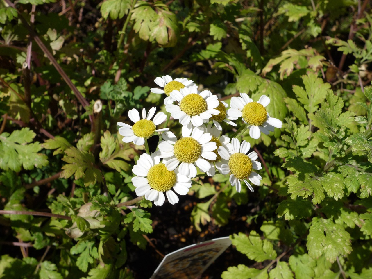 chrysanthemum white flower free photo