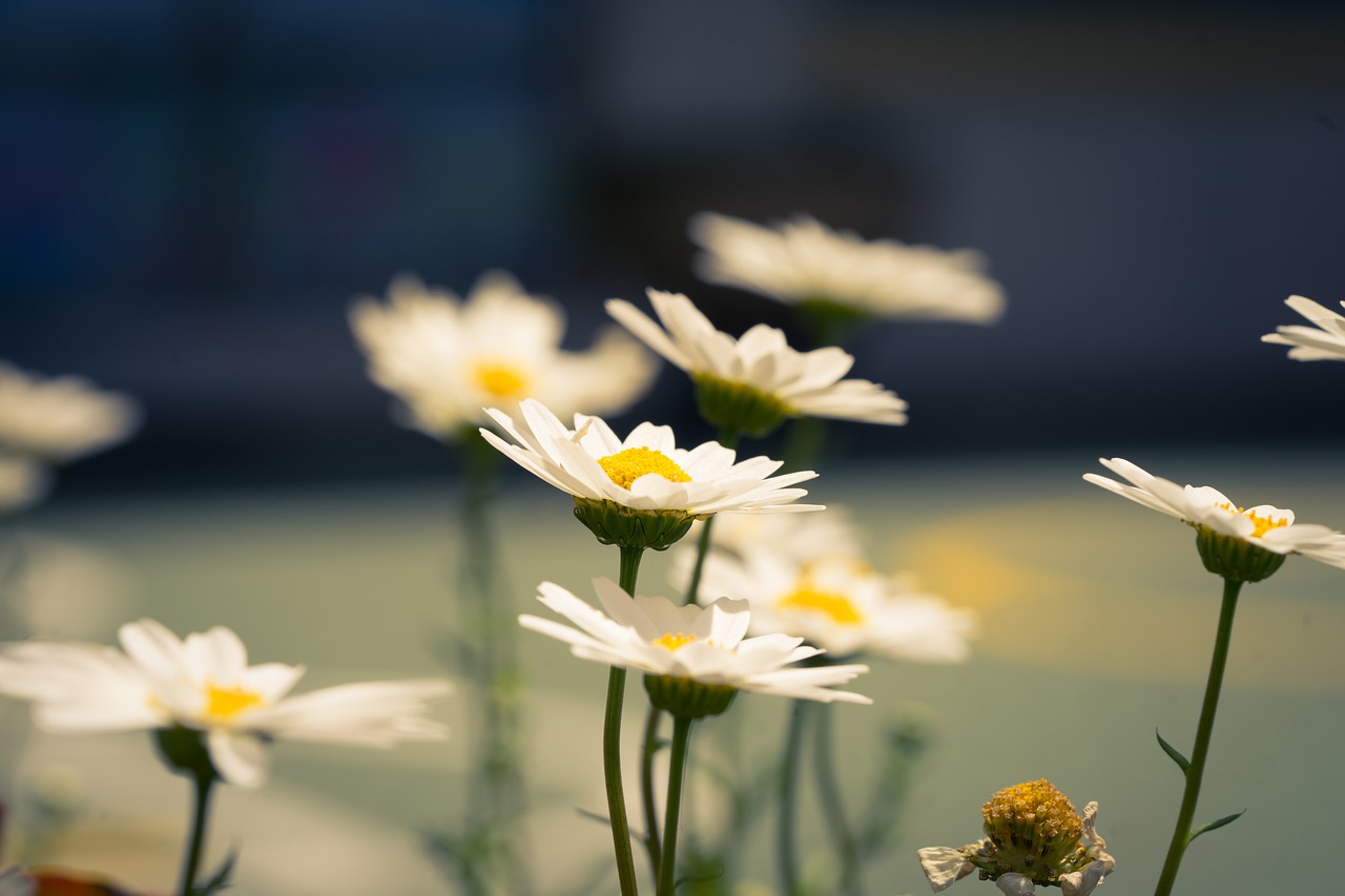 chrysanthemum  flower  nature free photo