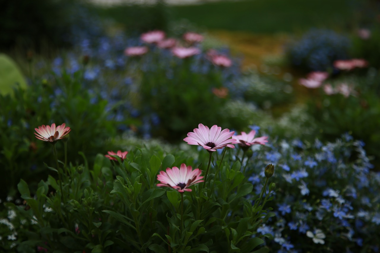 chrysanthemum  daisy  wildflower free photo