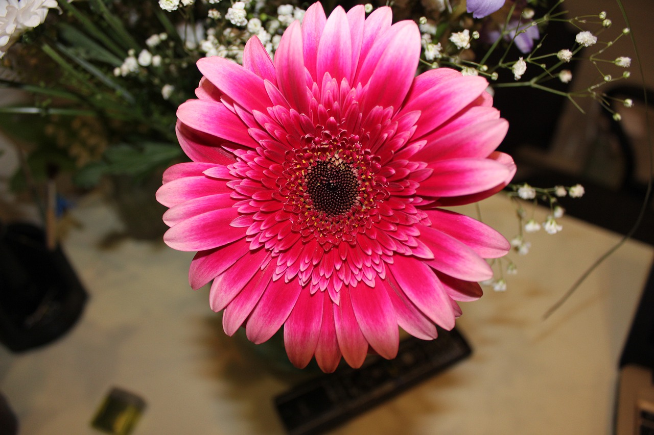 chrysanthemum  pink  flower free photo
