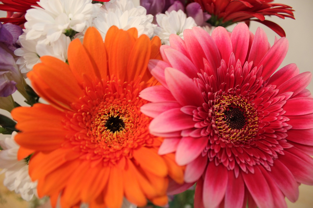 chrysanthemum  bright  bouquet free photo