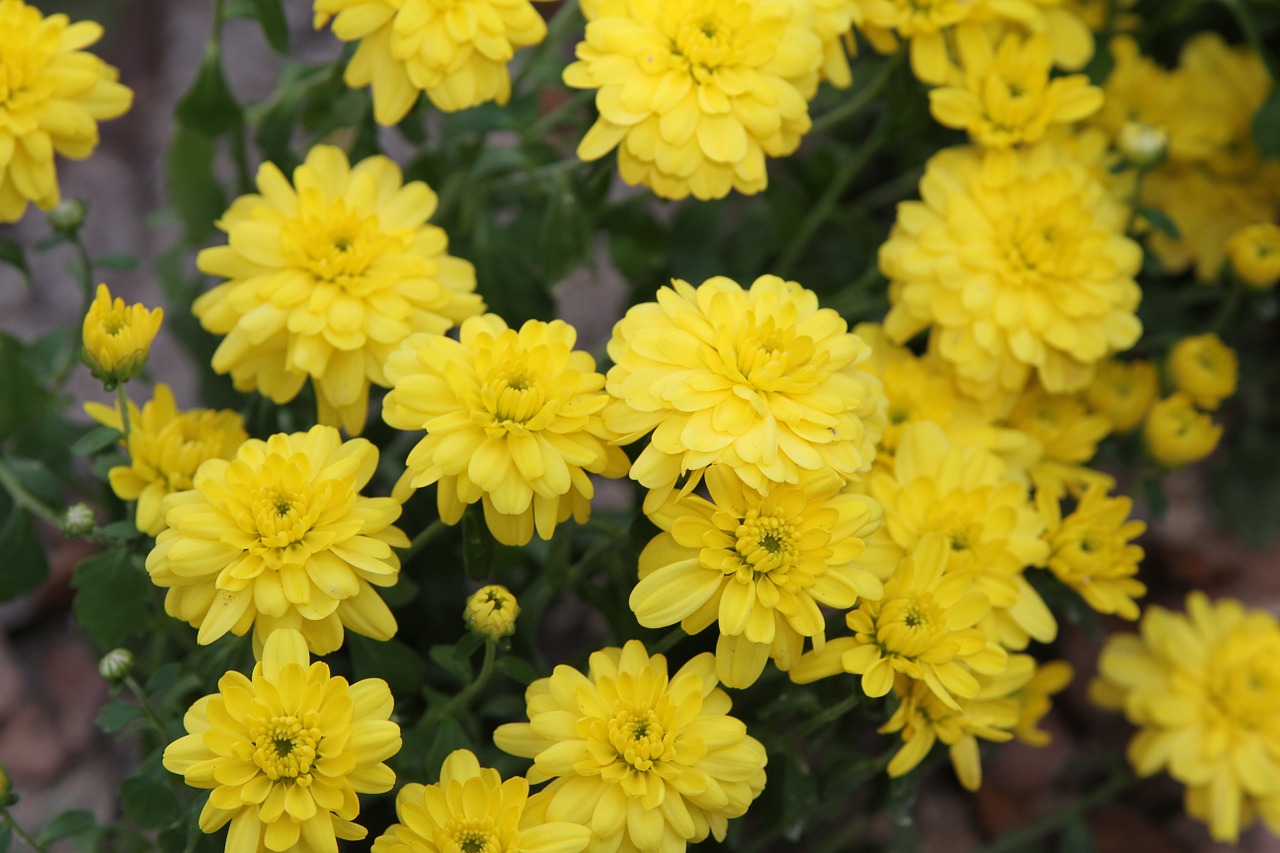 chrysanthemum flowers wildflower free photo