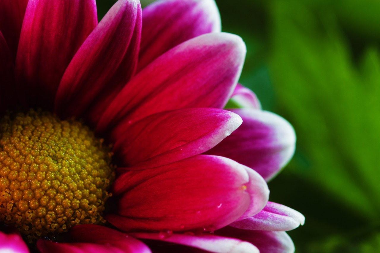 chrysanthemum flower floral free photo