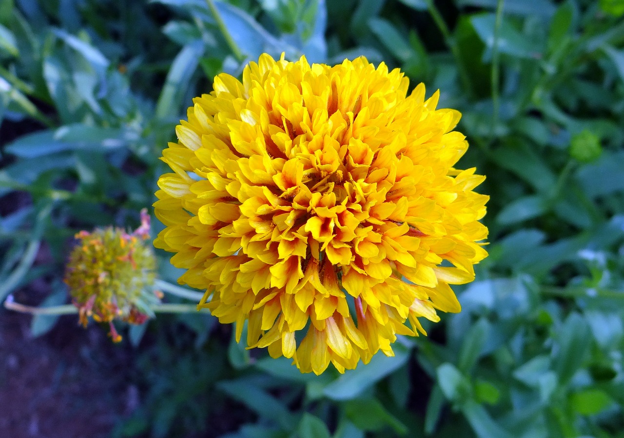 chrysanthemum flower yellow free photo