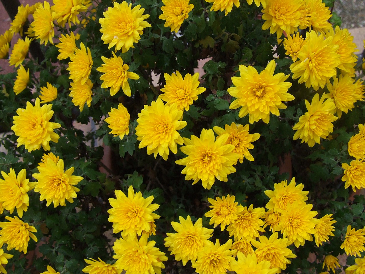 chrysanthemum yellow flower free photo