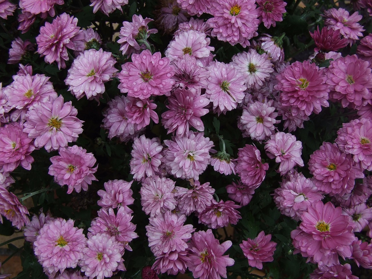 chrysanthemum pink flower free photo