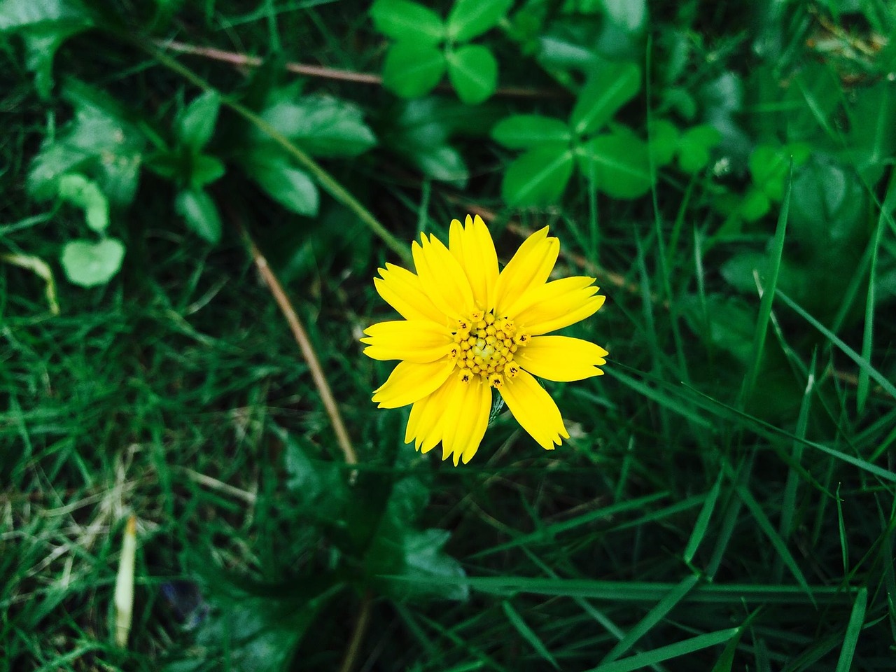 chrysanthemum flower yellow free photo