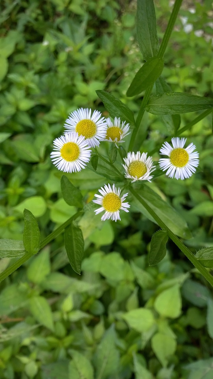 chrysanthemum little flower the wild free photo