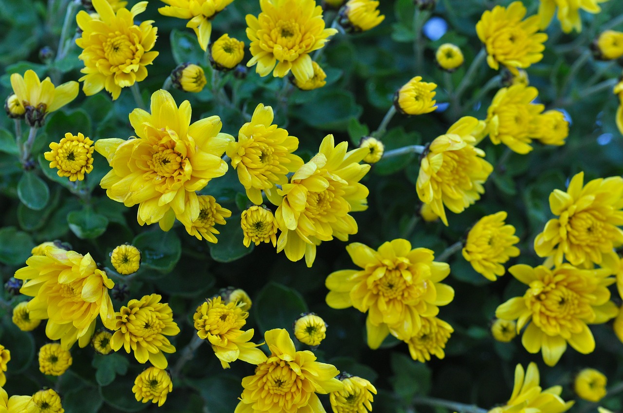 chrysanthemum flower yellow free photo