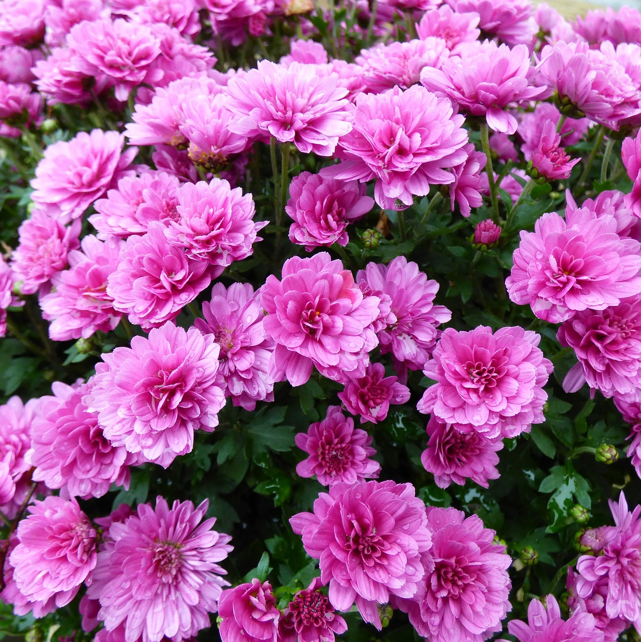 chrysanthemum bolchrysant purple free photo