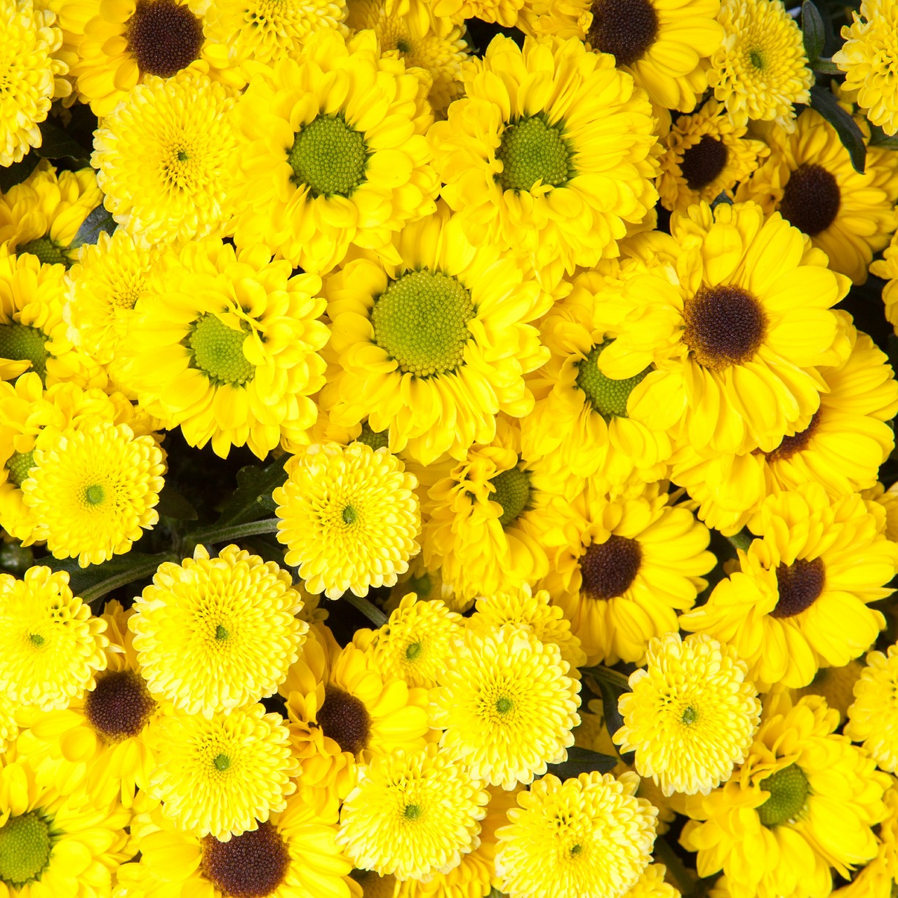 chrysanthemum yellow beautiful free photo