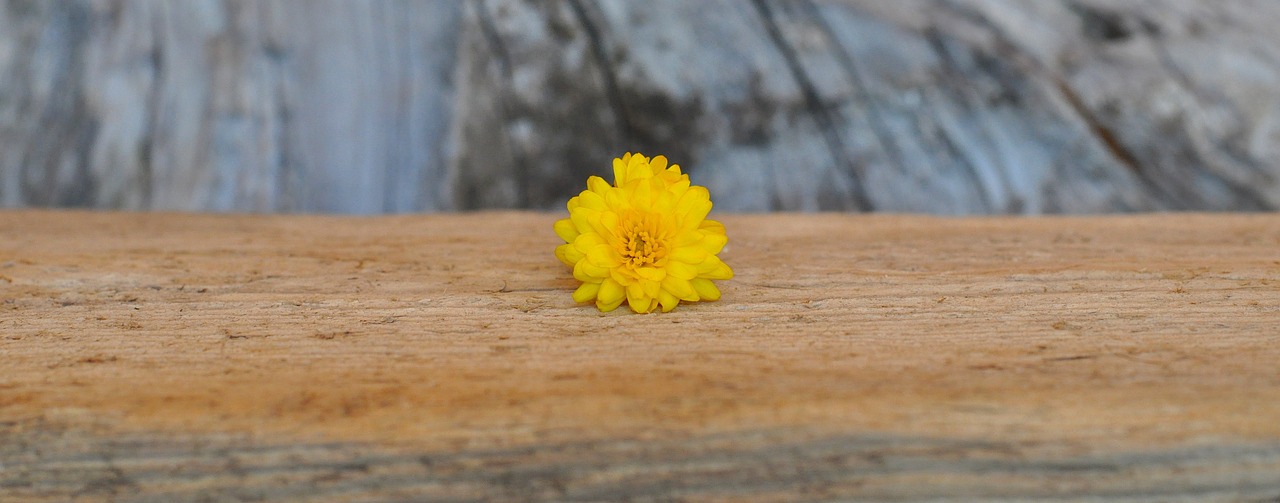 chrysanthemum yellow wood free photo