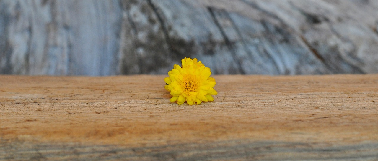 chrysanthemum yellow nature free photo