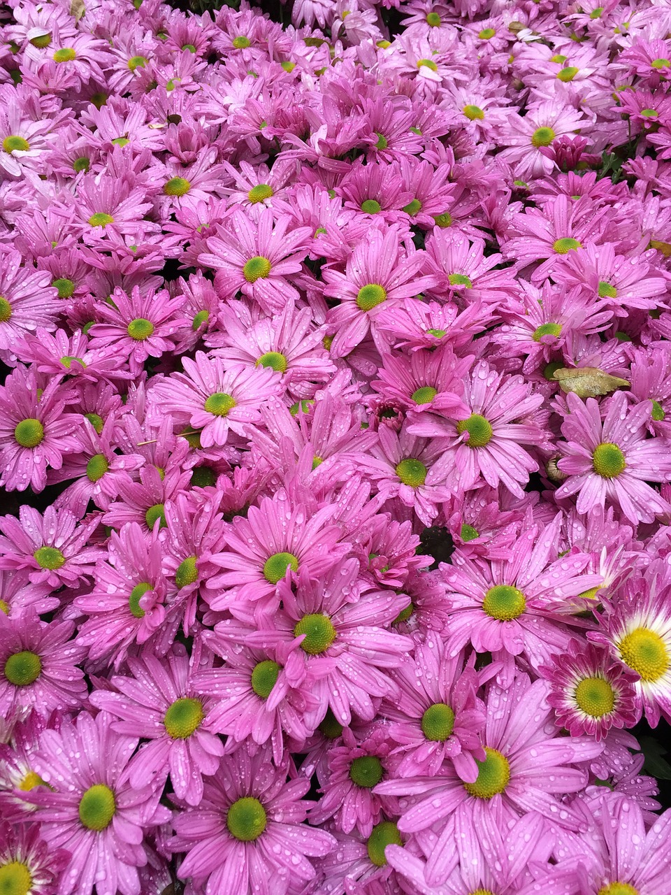 chrysanthemum hangzhou botanical garden hangzhou free photo