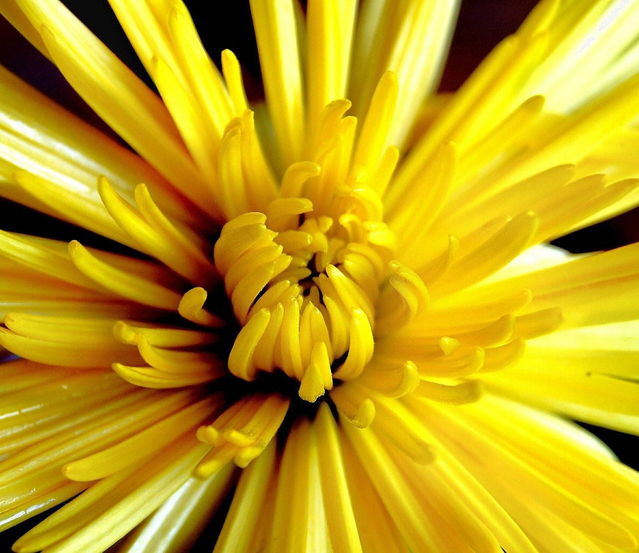 chrysanthemum yellow flower free photo