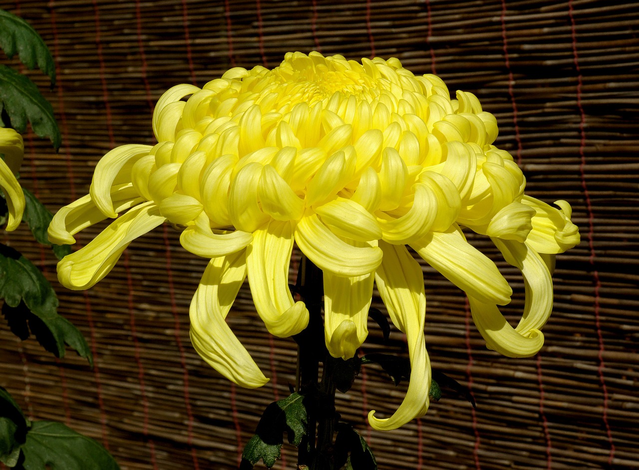 chrysanthemum flower bloom free photo