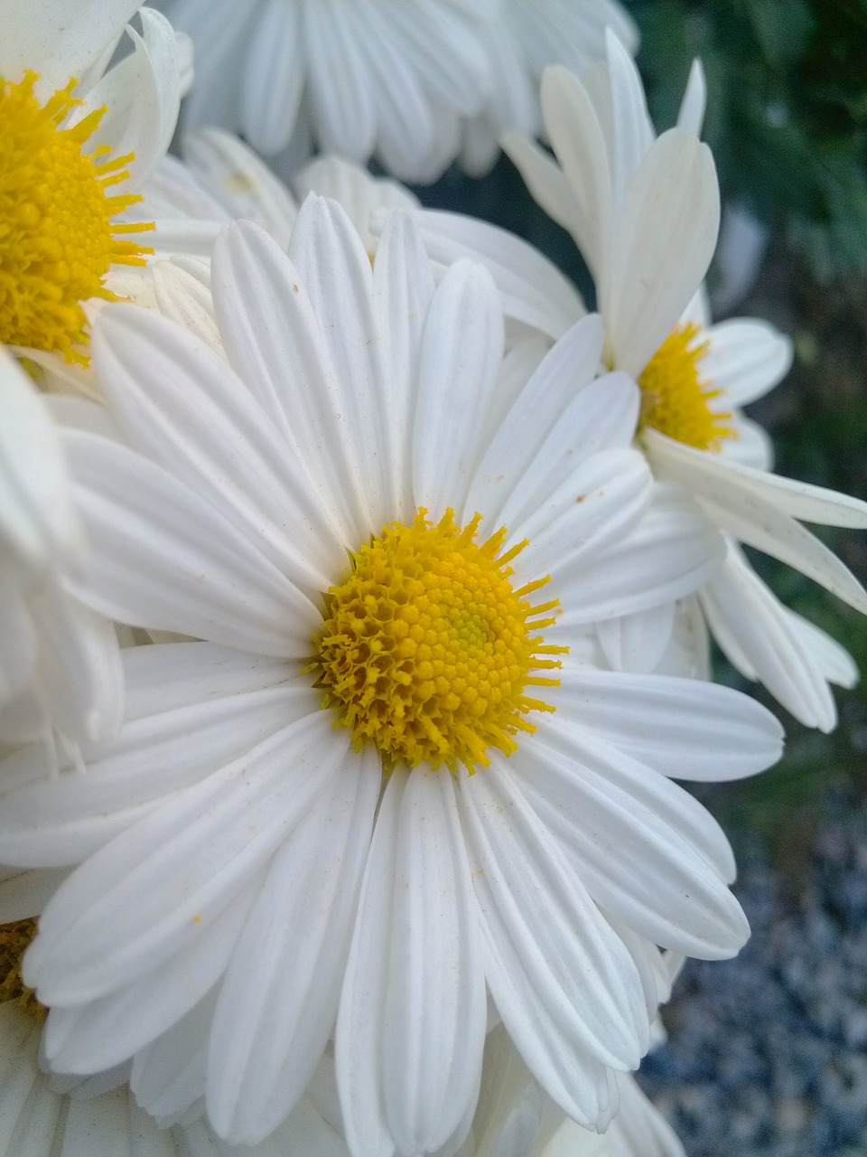 chrysanthemum flower the wild free photo