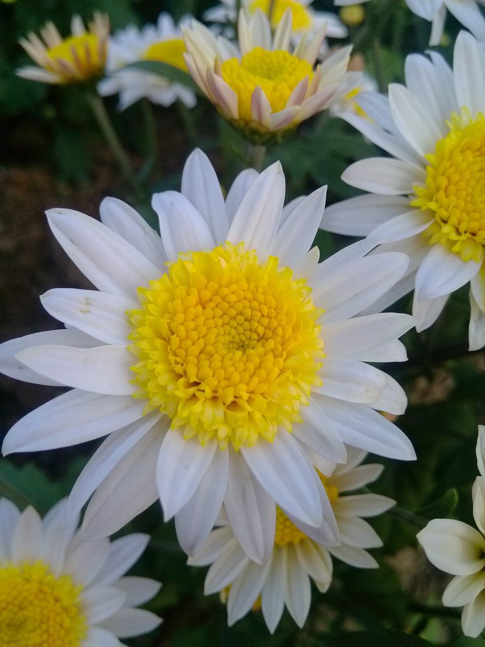 chrysanthemum flower the wild free photo