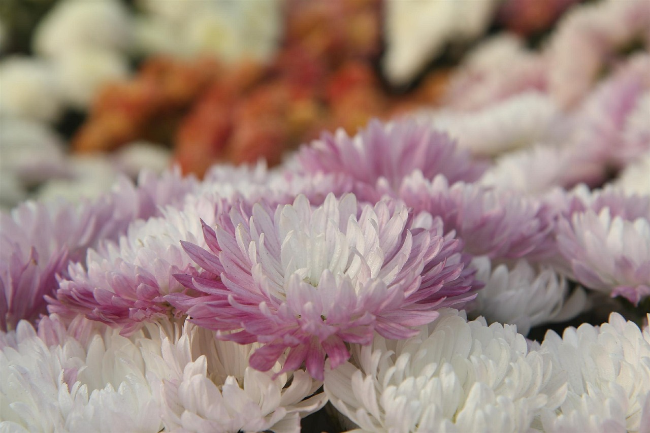 chrysanthemum flower nature free photo