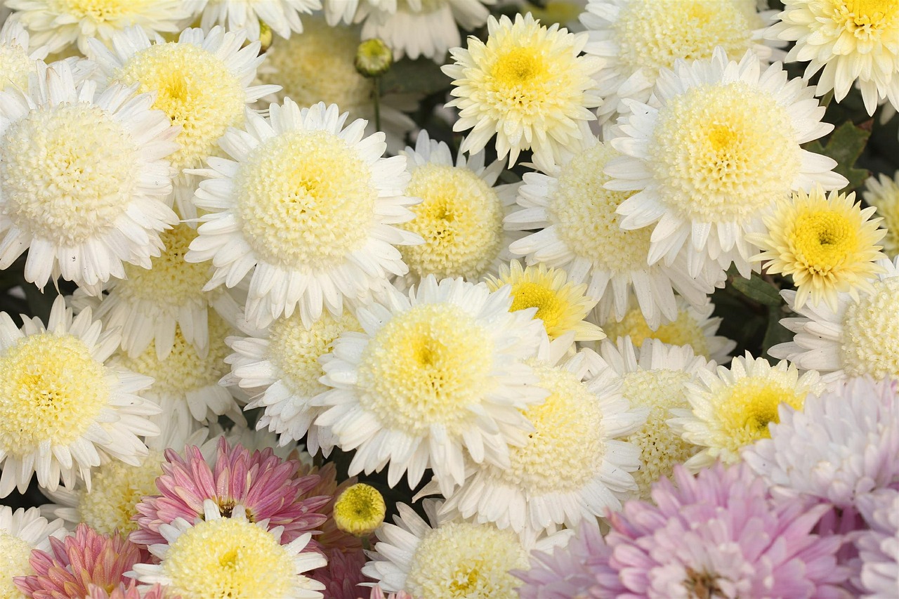 chrysanthemum flower nature free photo