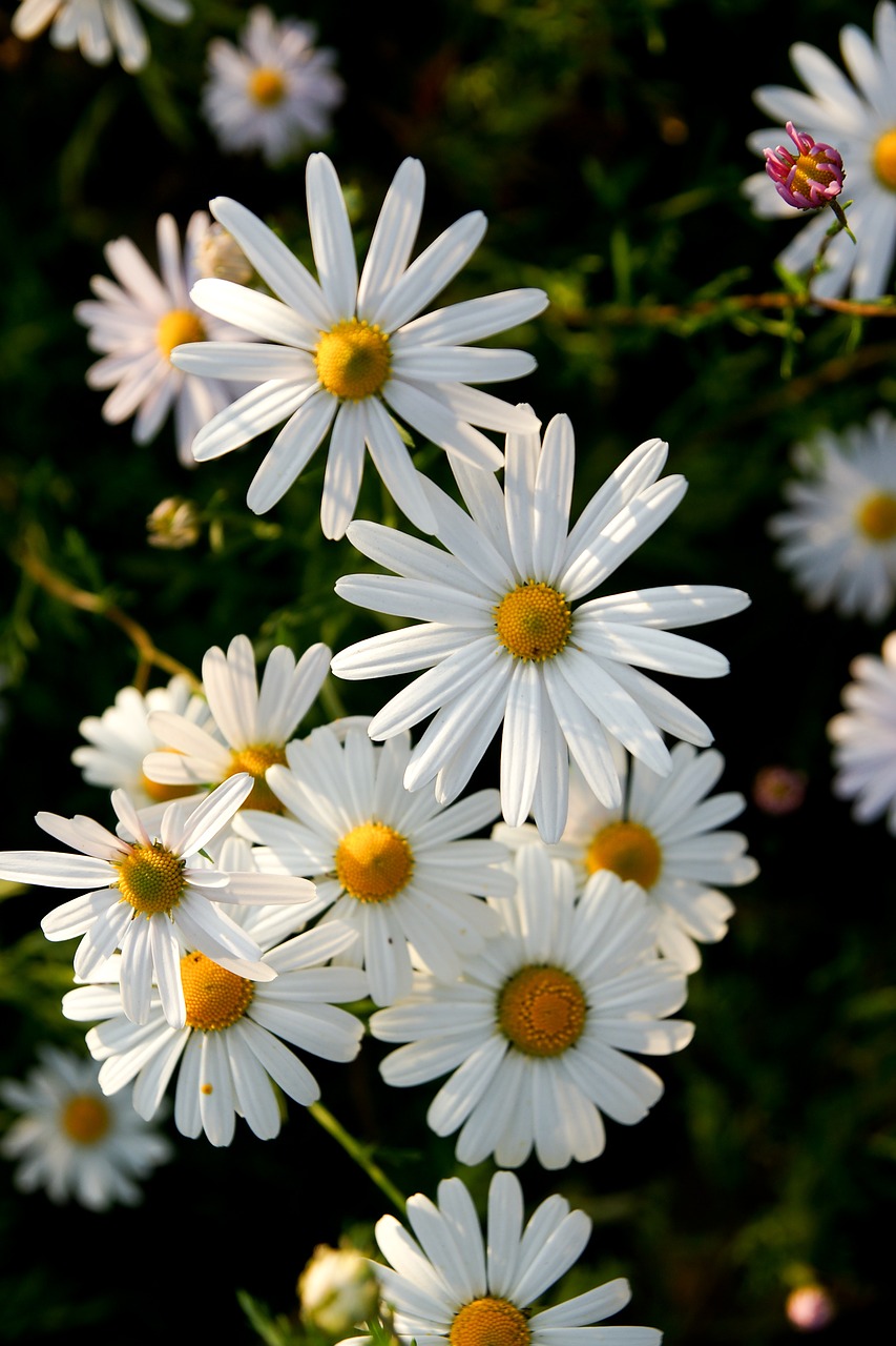 chrysanthemum flowers blossom free photo