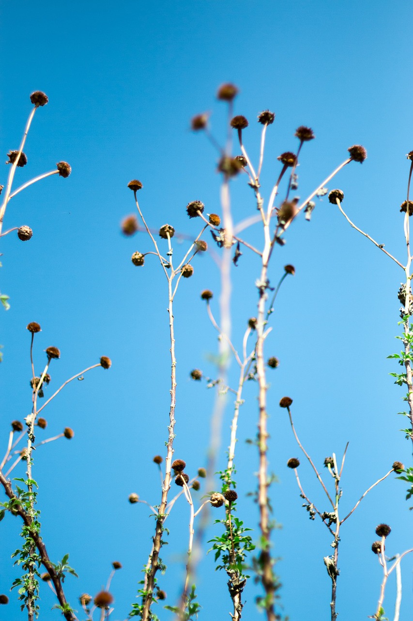 chrysanthemum die blue sky free photo
