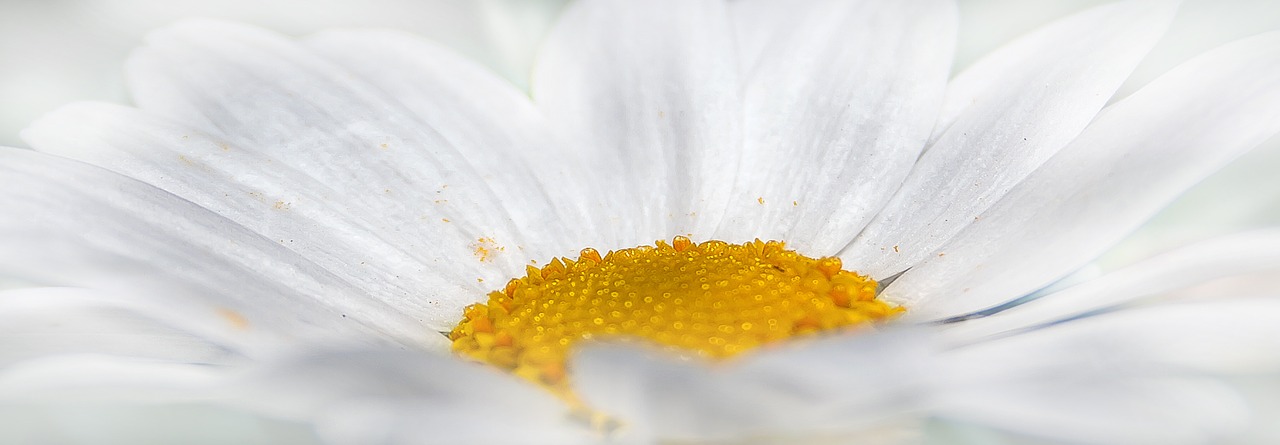 chrysanthemum white flower free photo