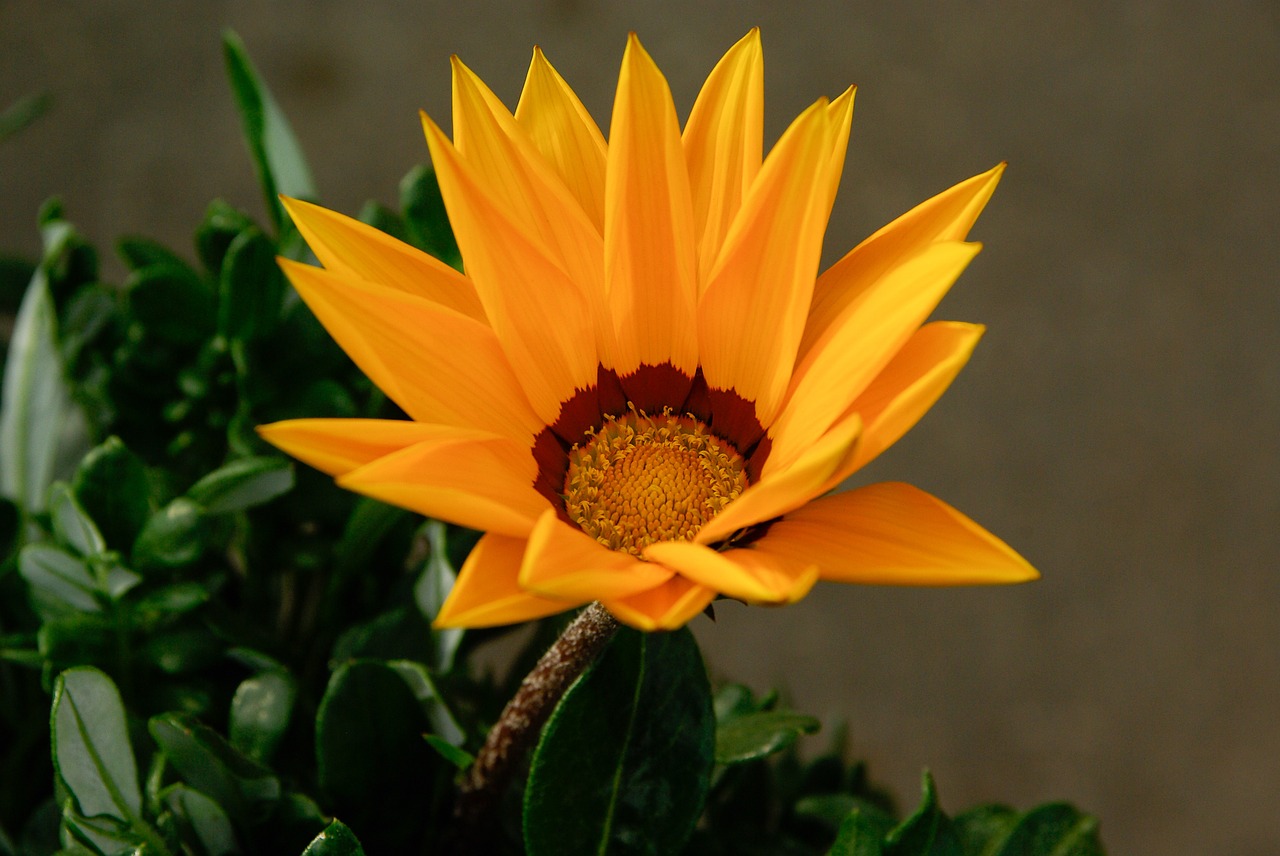 chrysanthemum flower spring free photo